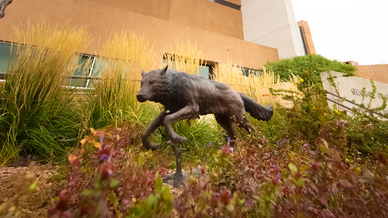 bronze statue of wolf running with a unm building in the background